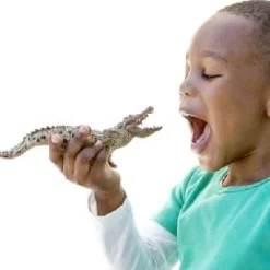 Online Crocodile Model Animals