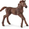 New English Thoroughbred Foal Model Animals