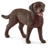 Best Labrador Retriever Model Animals