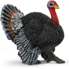 New Turkey Model Animals