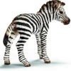 Hot Zebra Foal Model Animals